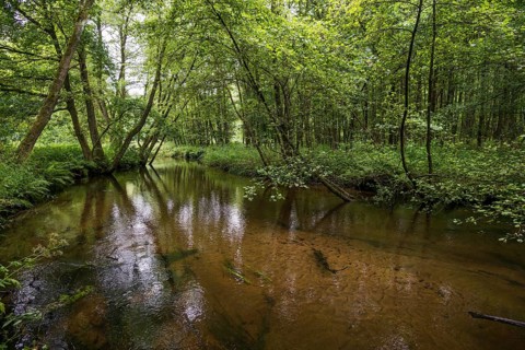 Small river in the forest