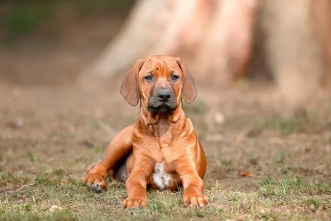 Rhodesian Ridgeback domestic dog