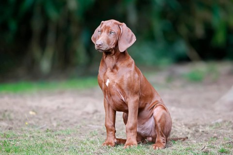 Rhodesian Ridgeback domestic dog