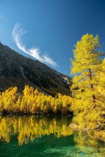 Autumn larch forest at Lake Palpuogna