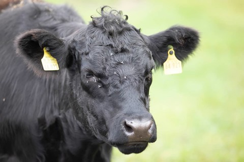 Aberdeen Angus cattle