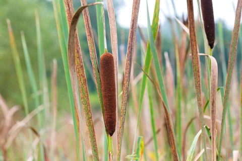 Bulrushes