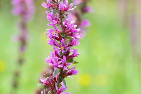 Purple loosestrife