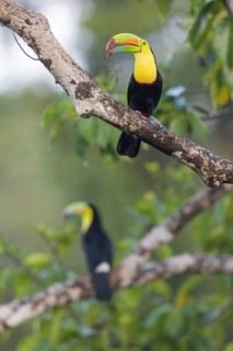 Fishing toucan also called Keel billed Toucan