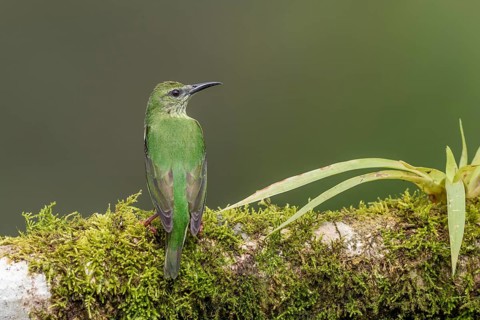 Shining honeycreeper