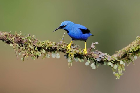 Shining honeycreeper