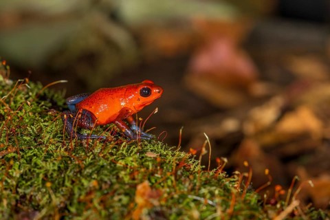 The strawberry poison-dart frog