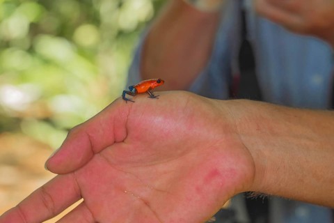 The strawberry poison-dart frog