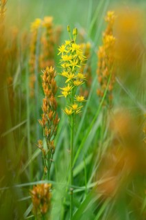 Bog Asphodel