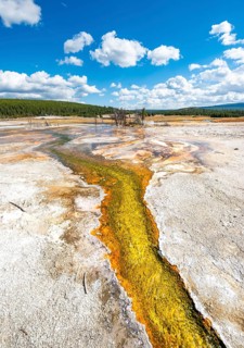 Yellow bacteria and algae in a hot spring at Black Sand Basin and Biscuit Basin