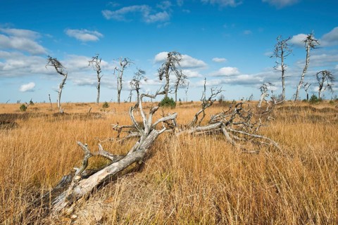 Dead scots pine
