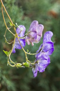 Winding aconite