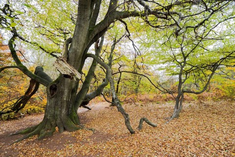 Huge overgrown common beech