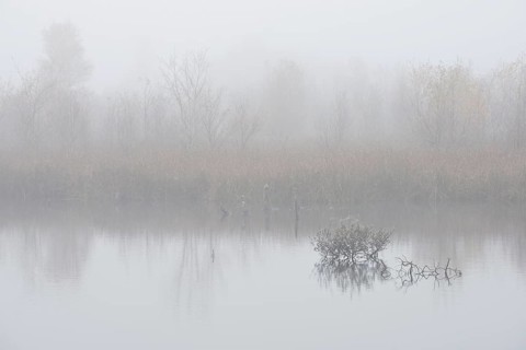 Fog in the Moor