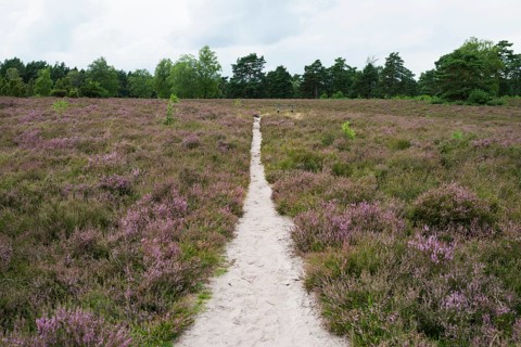 Flowering heath and hiking trail