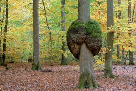Oak