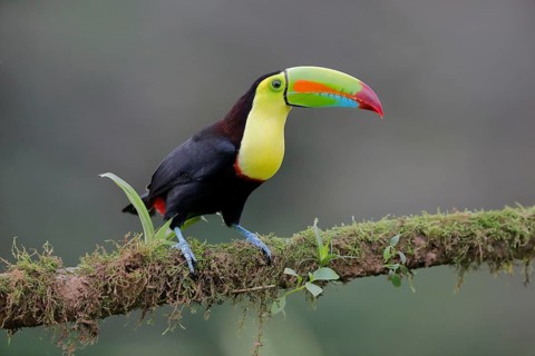 Fishing toucan also called Keel billed Toucan