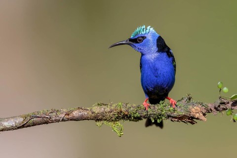 Turquoise Honeycreeper or Red-footed Honeycreeper