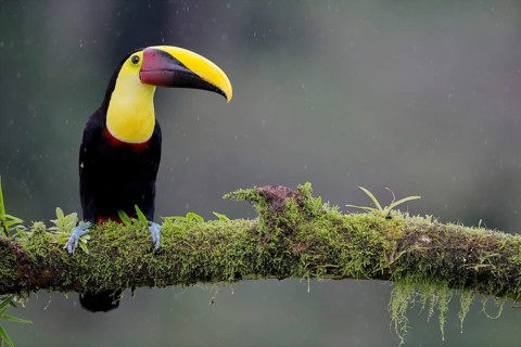 Swainson's toucan or Brown-backed toucan