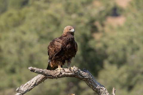 Golden eagle