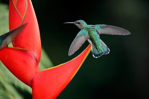 White necked jacobin