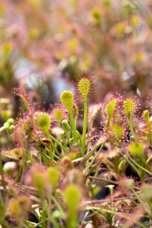 Oblong leaved sundew