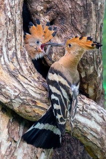 Hoopoe
