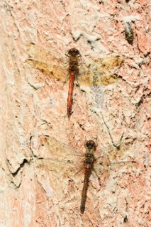 Ruddy darter