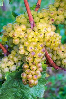 Grapes