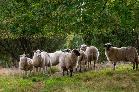 Domestic sheep