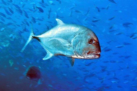 Giant trevally