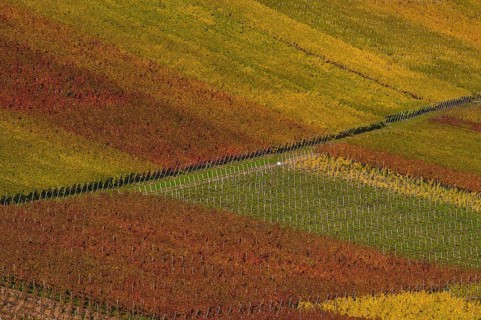 Autumn-coloured vineyards