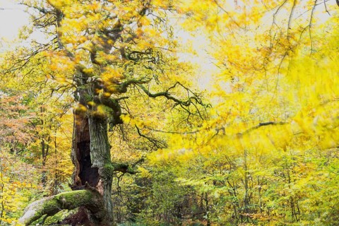 Chimney oak