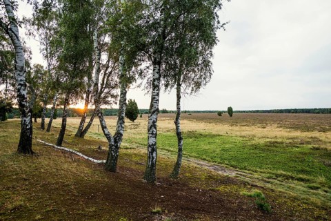 Flowering heath and birch trees