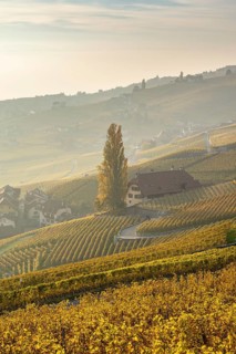 Vineyards in autumn near Epesses