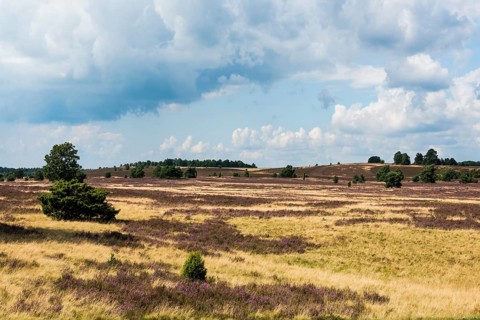 Flowering heath