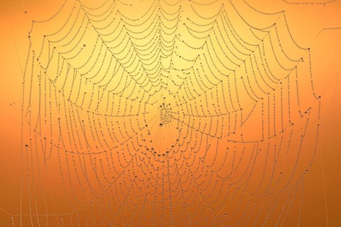 Spider's web with morning dew