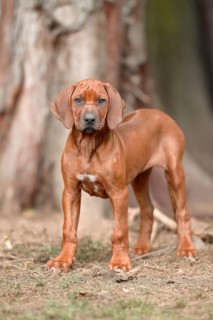 Rhodesian Ridgeback domestic dog