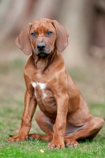 Rhodesian ridgeback domestic dog
