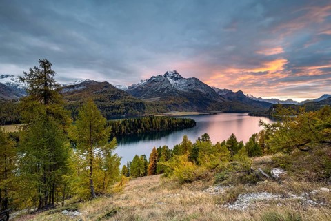 Autumn larch forest in the evening mood
