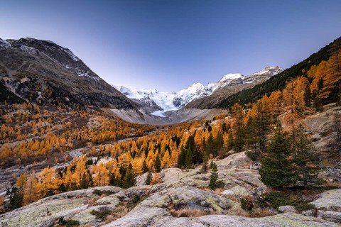 Autumn larch forest in front of Morteratsch glacier