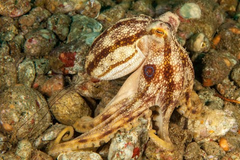 Highly venomous ocellatus octopus