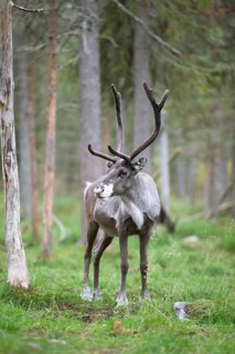 Reindeer