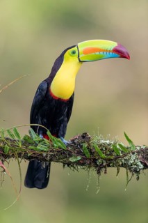 Fishing toucan also called Keel billed Toucan