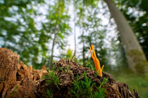 Yellow stagshorn