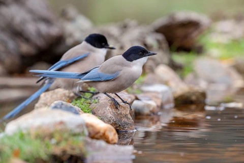 Azure-winged magpies