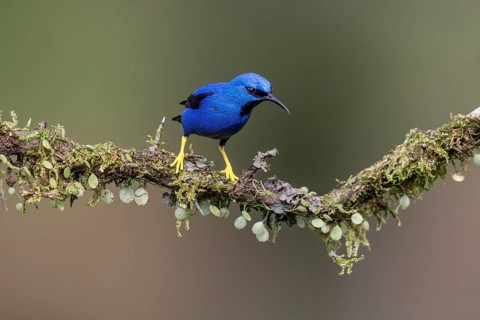 Shining honeycreeper