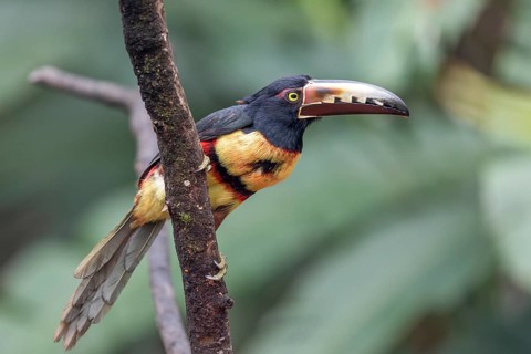Collared aracari