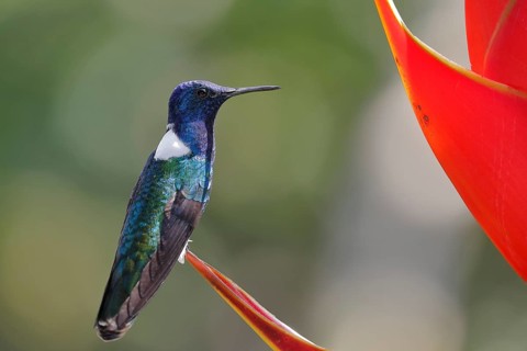 White necked jacobin