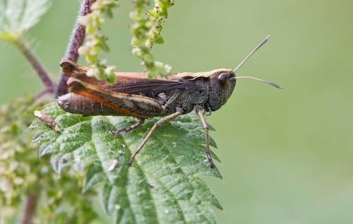 Meadow grasshopper